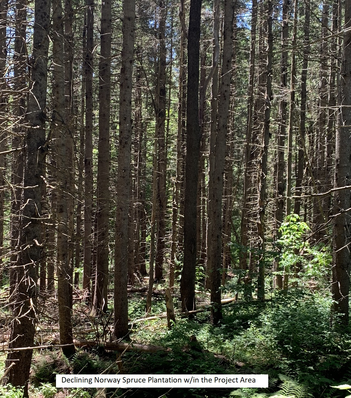 Massachusetts Department of Conservation and Recreation Savoy Mountain